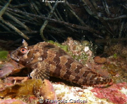 Tompot blenny by François Carloni 